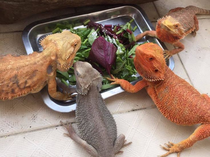 Bearded Dragon Diet: The Ultimate Feeding Guide