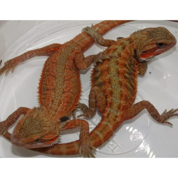 High Color Red 7-8" Bearded Dragons - Image 2