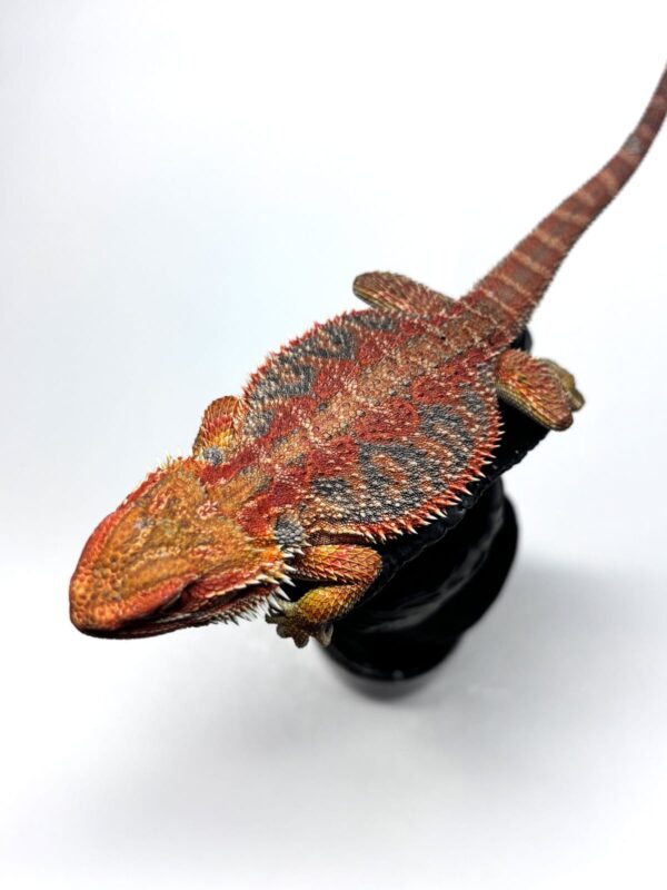 #21 Hypo Rainbow Tiger - Image 3