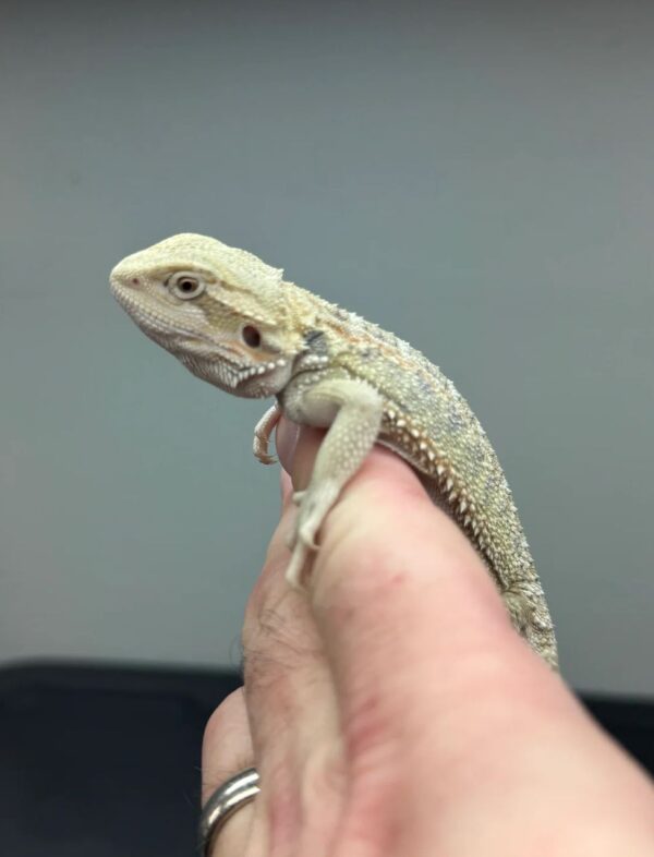 Female Hypo Het Zero Het Witblits Bearded Dragon for Sale - Image 2