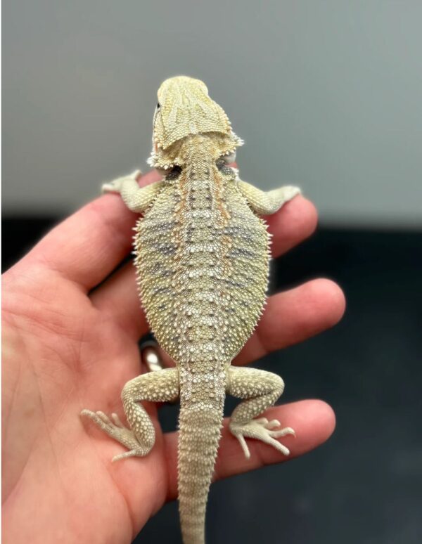 Female Hypo Het Zero Het Witblits Bearded Dragon for Sale