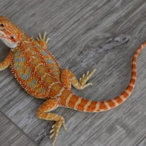 Hypo Rainbow Tiger Bearded Dragon – Possible Het Translucent Female