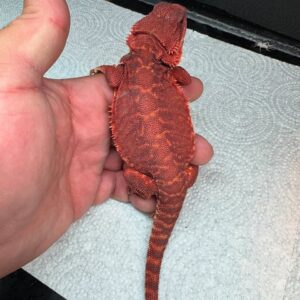 Double Het Tiger Leatherback Bearded Dragon – Male