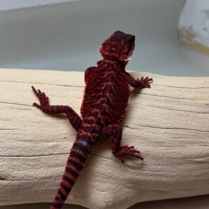 Translucent Red Bearded Dragon – Male