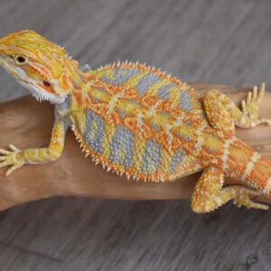 Hypo Citrus Tiger Bearded Dragon – Possible Het Translucent Male