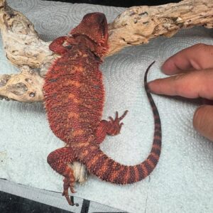 Double Het Bearded Dragon – Male
