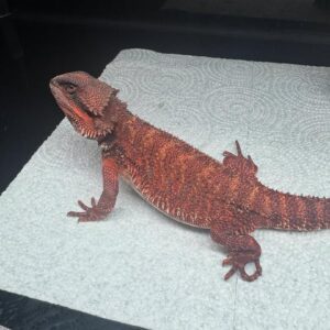 Double Het Bearded Dragon – Female