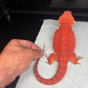 Translucent Red Bearded Dragon – Female