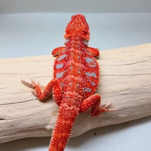 Translucent Red Bearded Dragon – Male (5 Months Old)