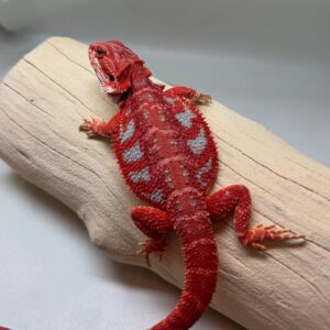 Translucent Red Bearded Dragon – Male (5 Months Old)